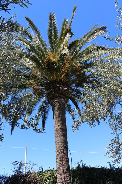 Appartamento Le Tre Palme Frigintini Ngoại thất bức ảnh